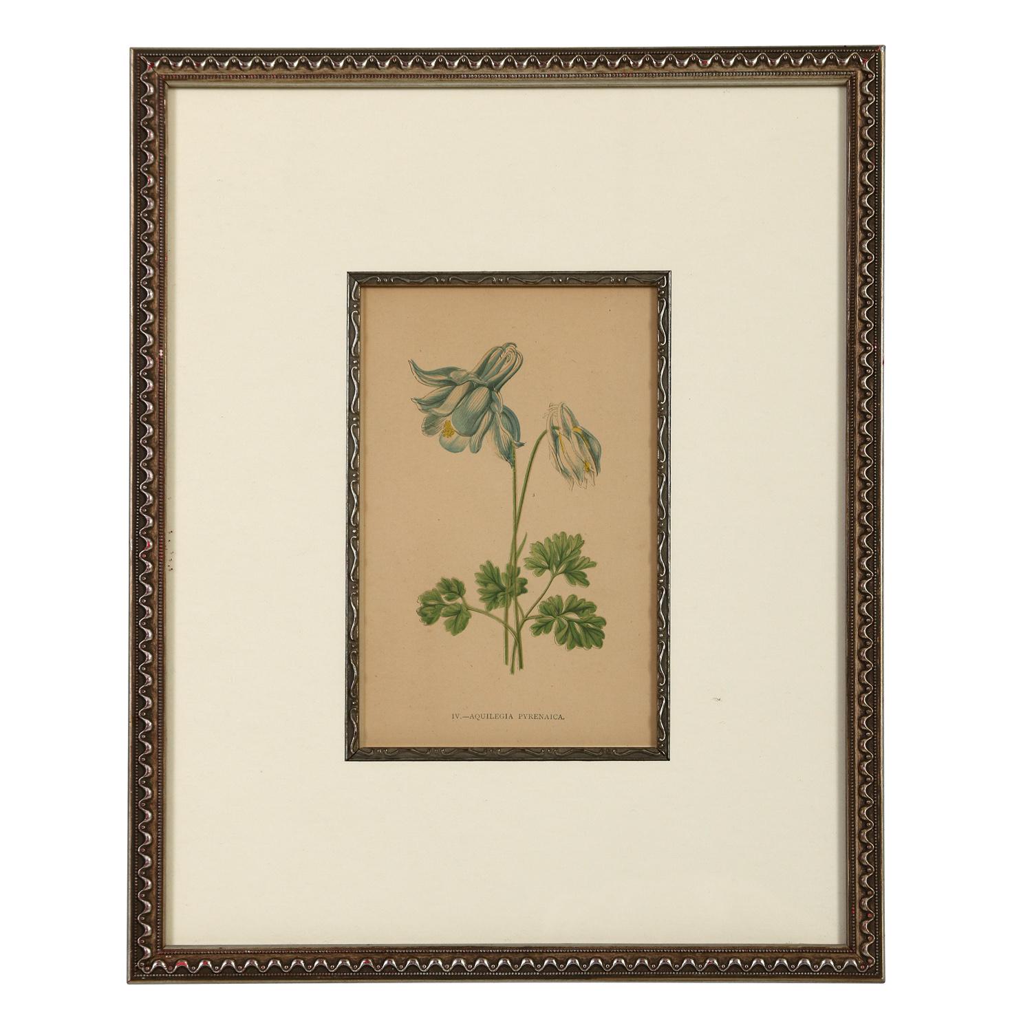 19th Century A Series of Framed Antique Botanical Lithographs For Sale