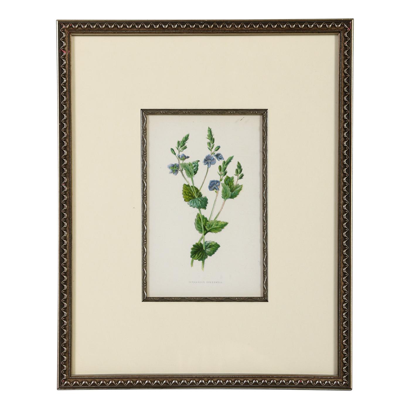 Paint A Series of Framed Antique Botanical Lithographs For Sale