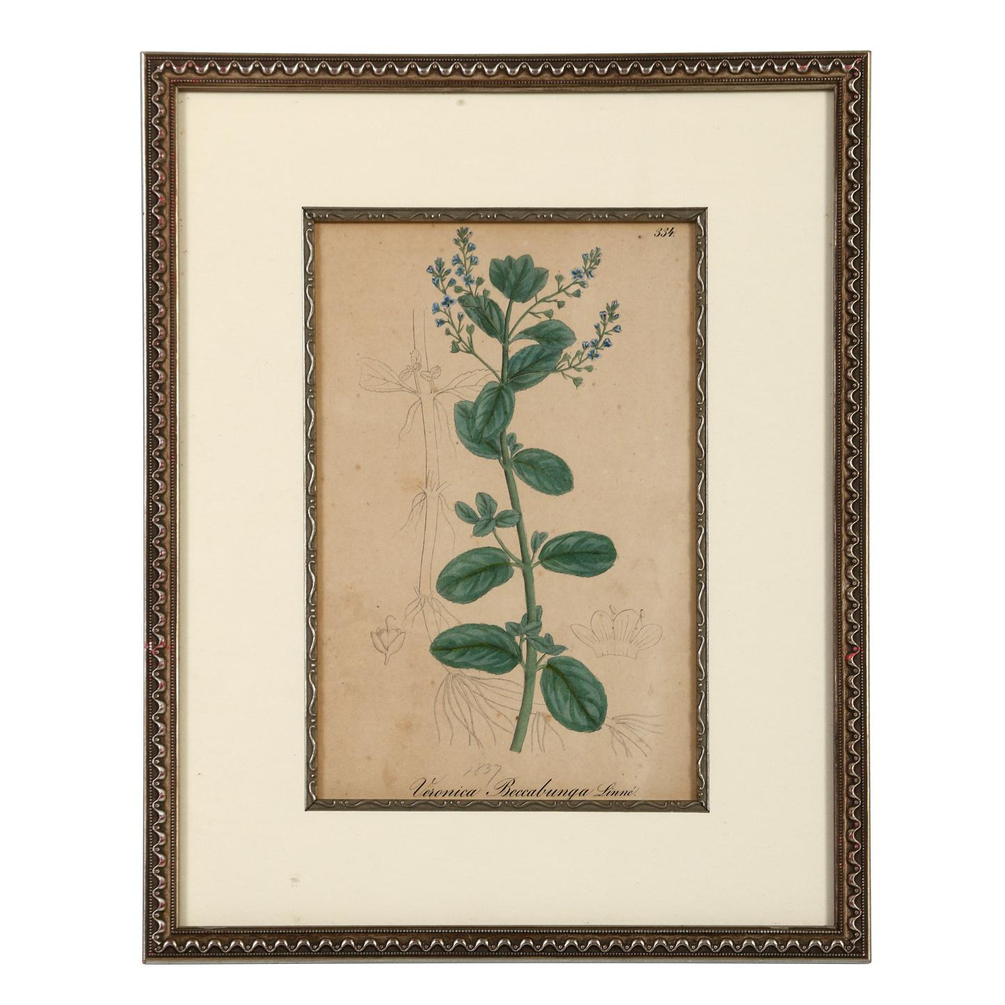 Eine Serie gerahmter antiker botanischer Lithografien im Angebot 1