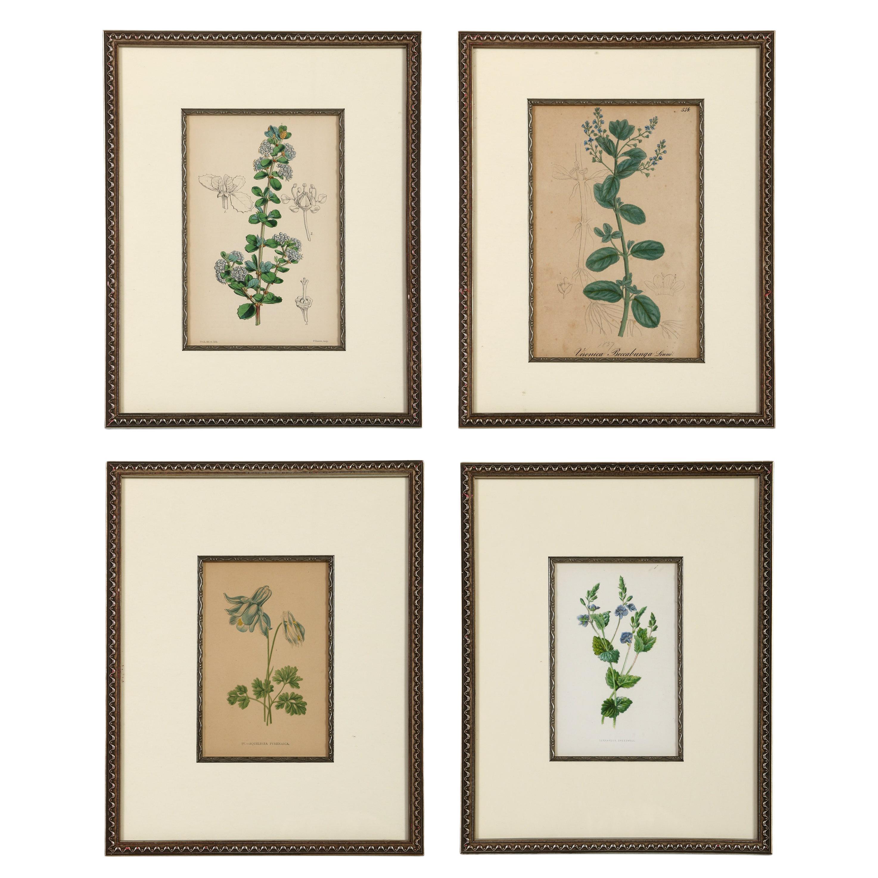 Une série de lithographies botaniques anciennes encadrées