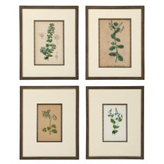 Eine Serie gerahmter antiker botanischer Lithografien