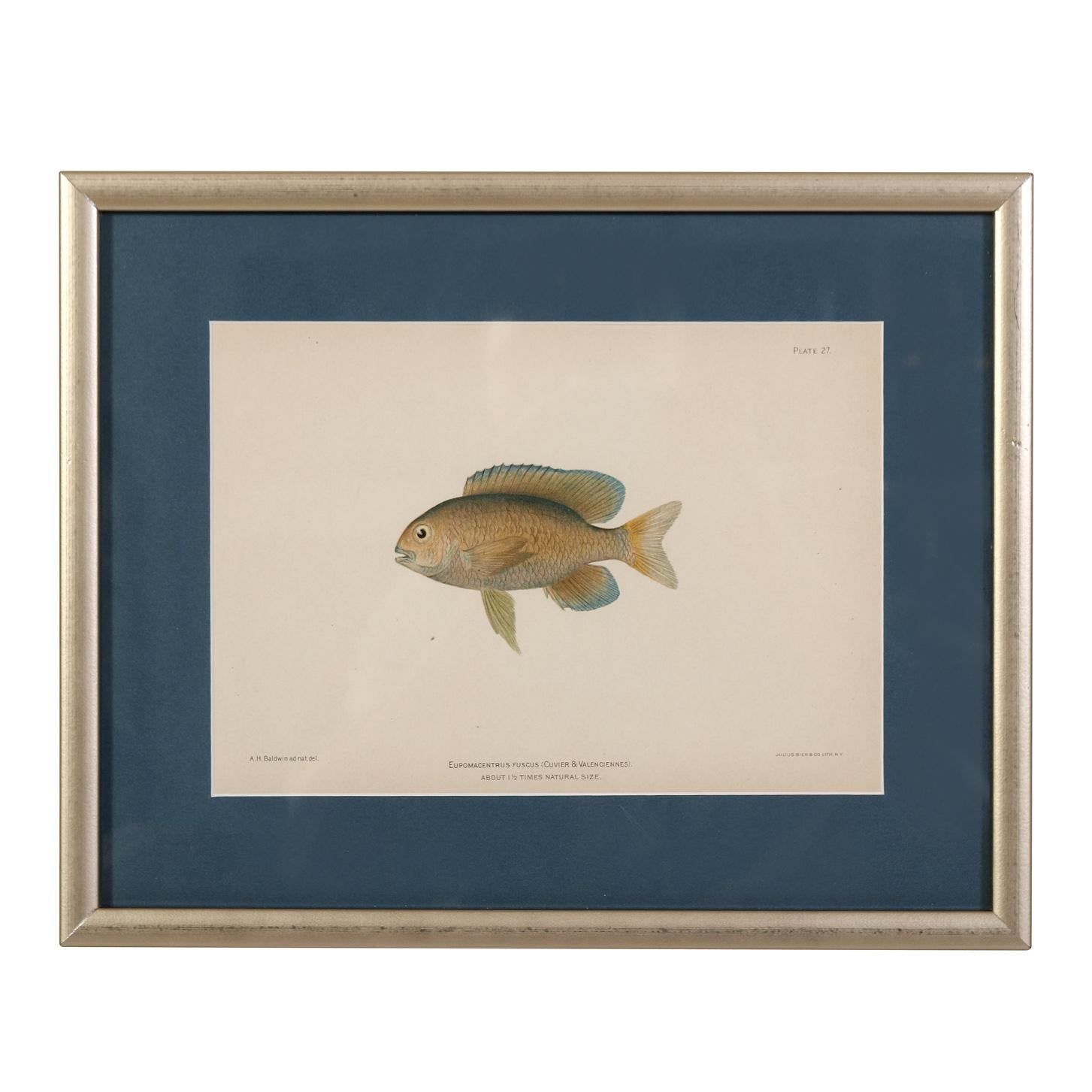 A Set of Four Fish Prints For Sale 5
