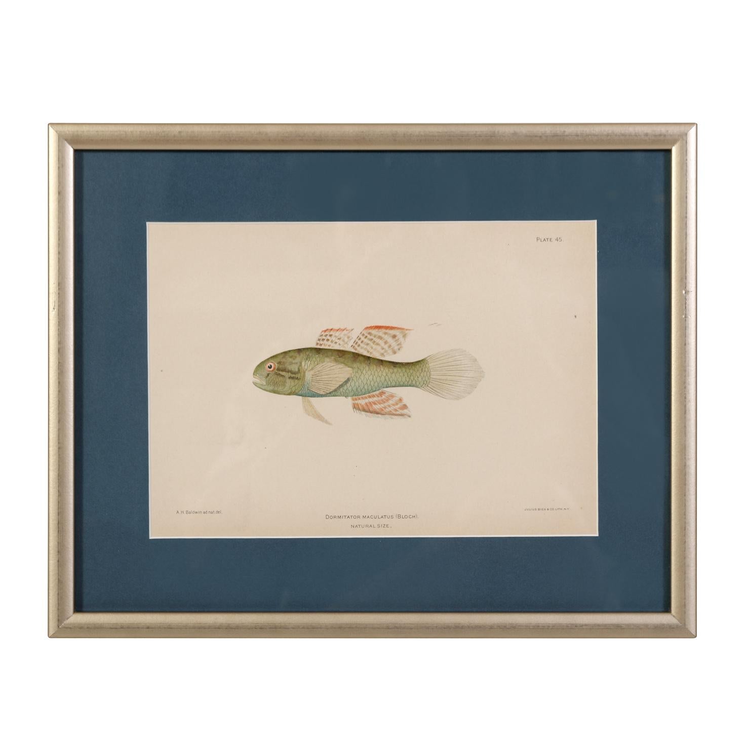 A Set of Four Fish Prints For Sale 6