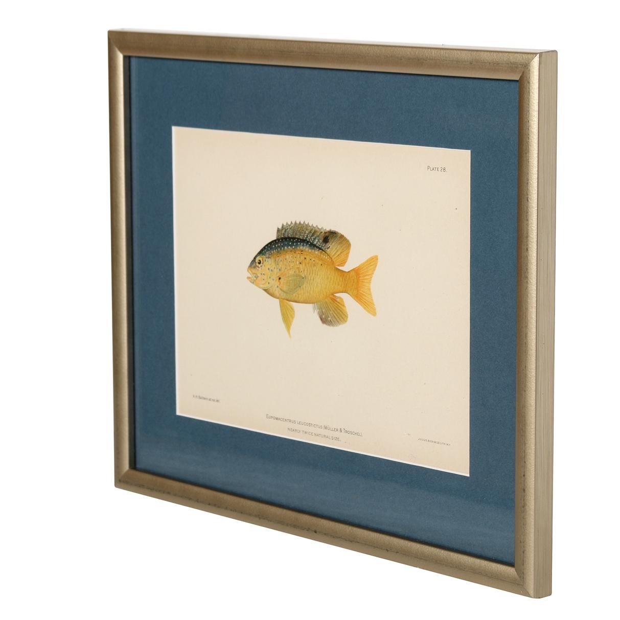 A Set of Four Fish Prints For Sale 12