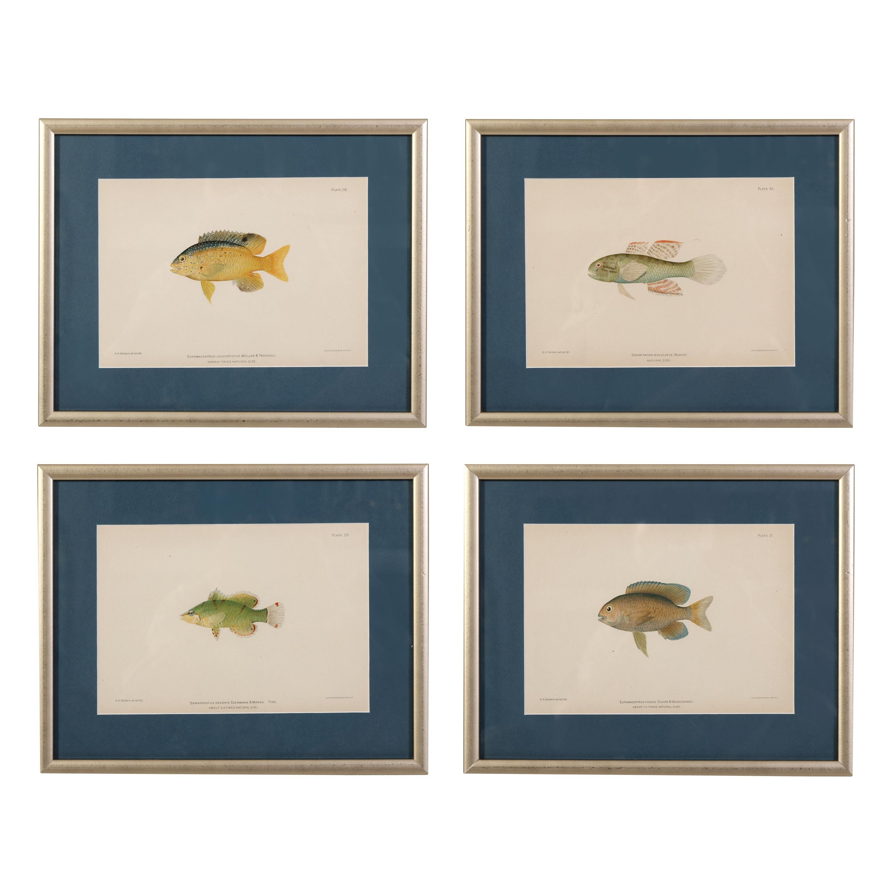 A series of four hand-colored lithographs of fish, mostly of  Caribbean species.  Each is matted in a lovely deep blue and framed in a golden silver frame.  Each is lovely on its own, but even better in a grouping.