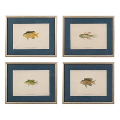 A Set of Four Fish Prints
