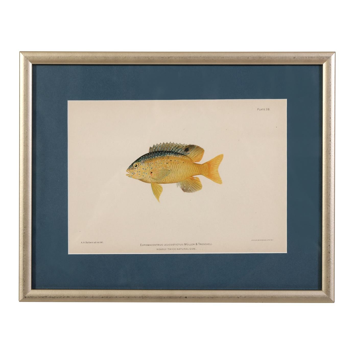 American A Set of Four Fish Prints For Sale