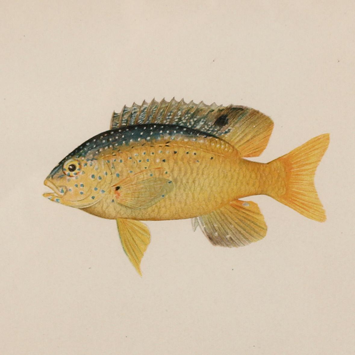 A Set of Four Fish Prints In Excellent Condition For Sale In New York, NY