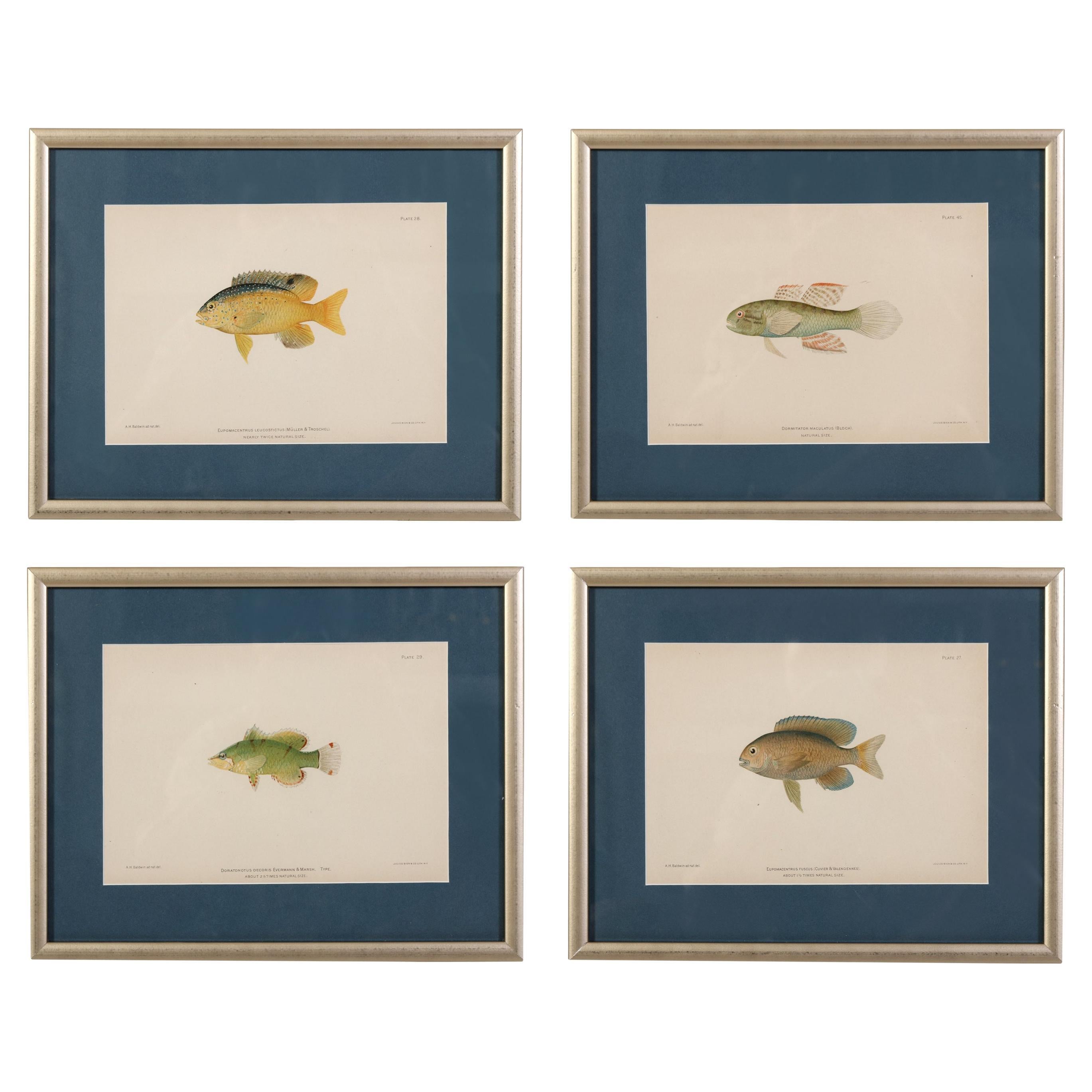 A Set of Four Fish Prints For Sale