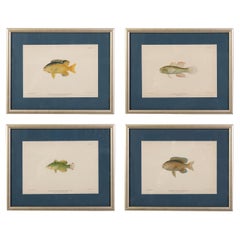 A Set Four Fish Prints