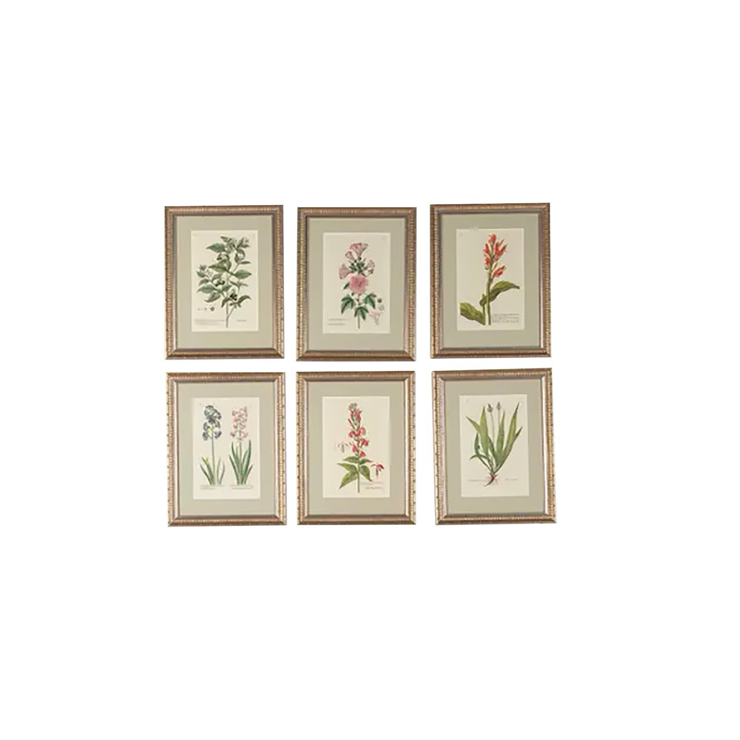 A set of 12 engravings from the very rare third edition of Knorrs botanical masterpiece Thesaurus Rei Herbariae Hortensisque Universalis, Allgemeines Blumen- Frucht- Und Garten-buch Nuremberg, 1788-1789. Stated by Nissen to be the loveliest of the