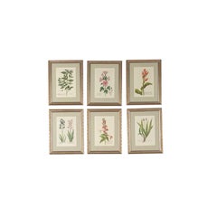 Set of 12-18th Century Botanical Engravings by Georg Wolfgang Knorr