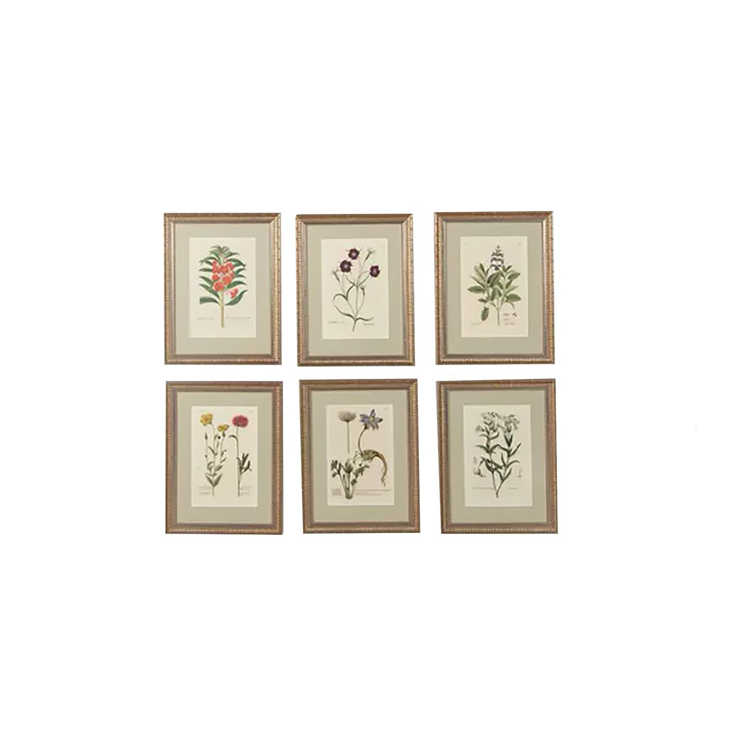 German Set of 12-18th Century Botanical Engravings by Georg Wolfgang Knorr