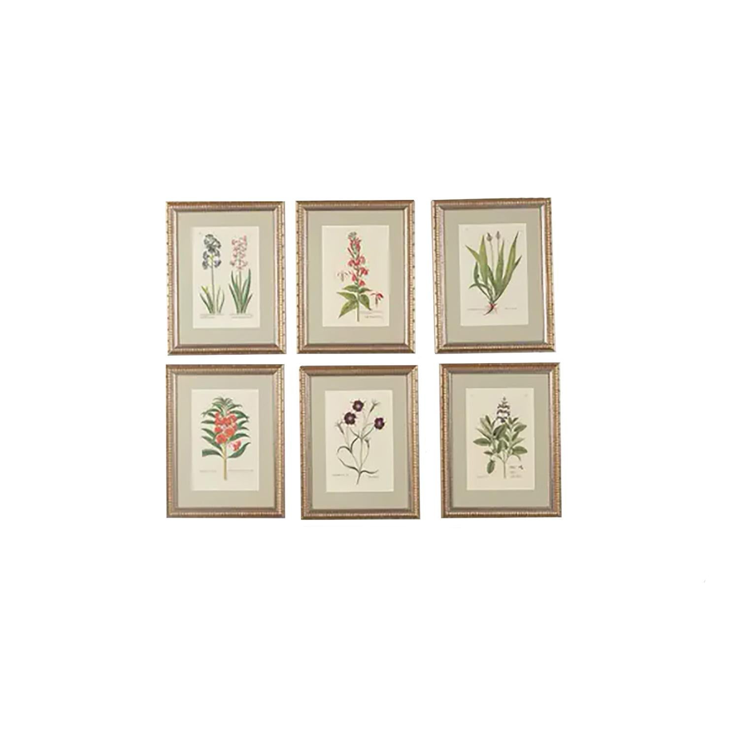 Set of 12-18th Century Botanical Engravings by Georg Wolfgang Knorr In Good Condition In Tetbury, Gloucestershire