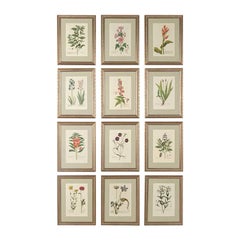 Set of 12-18th Century Botanical Engravings by Georg Wolfgang Knorr