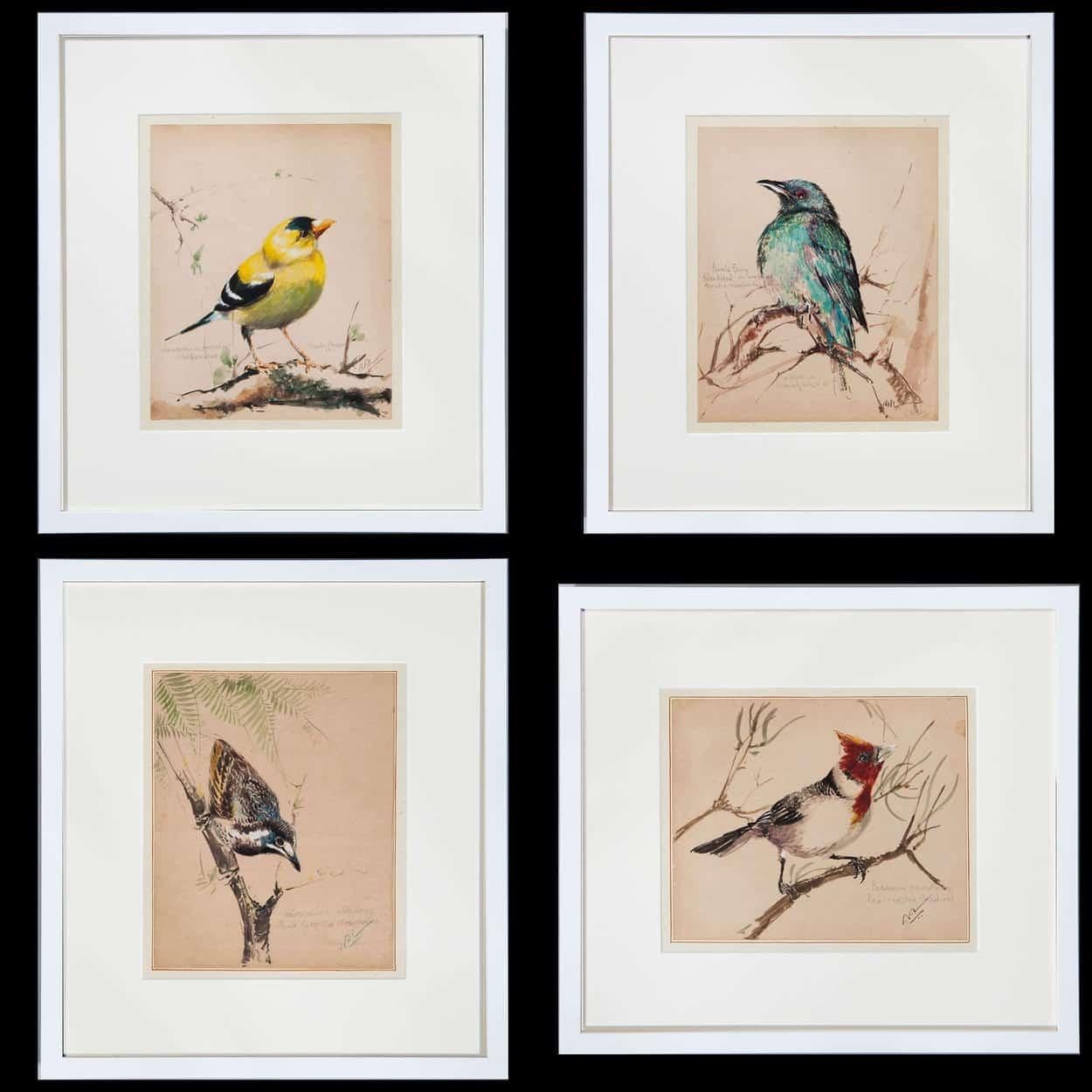 A set of 12 watercolors of exotic birds. Each bears a pencil manuscript inscription which in some cases may be wrong and some contain some misspellings but nonetheless record a period of work between 1919 and 1932. The birds come from all-over the