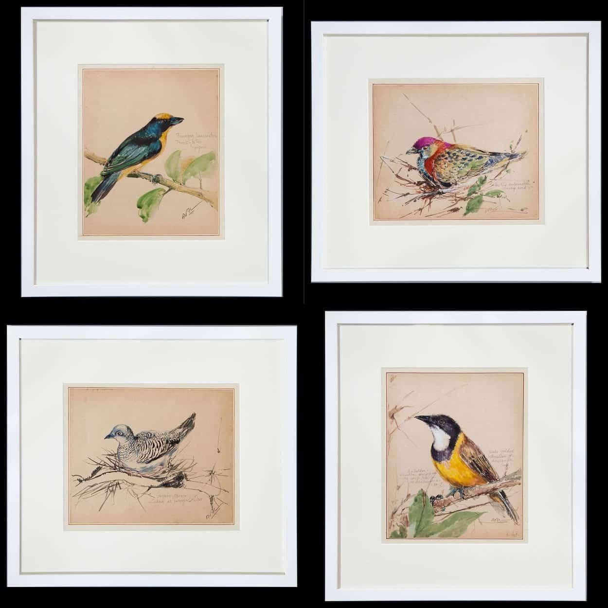 Aesthetic Movement Set of 12 1920s Ornithological Watercolors of Australian Interest