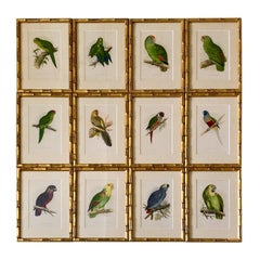 Set of 12 19th Century Chromolithographs of Parrots