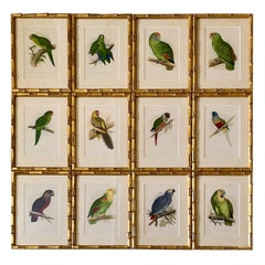 Set of 12 19th Century Chromolithographs of Parrots