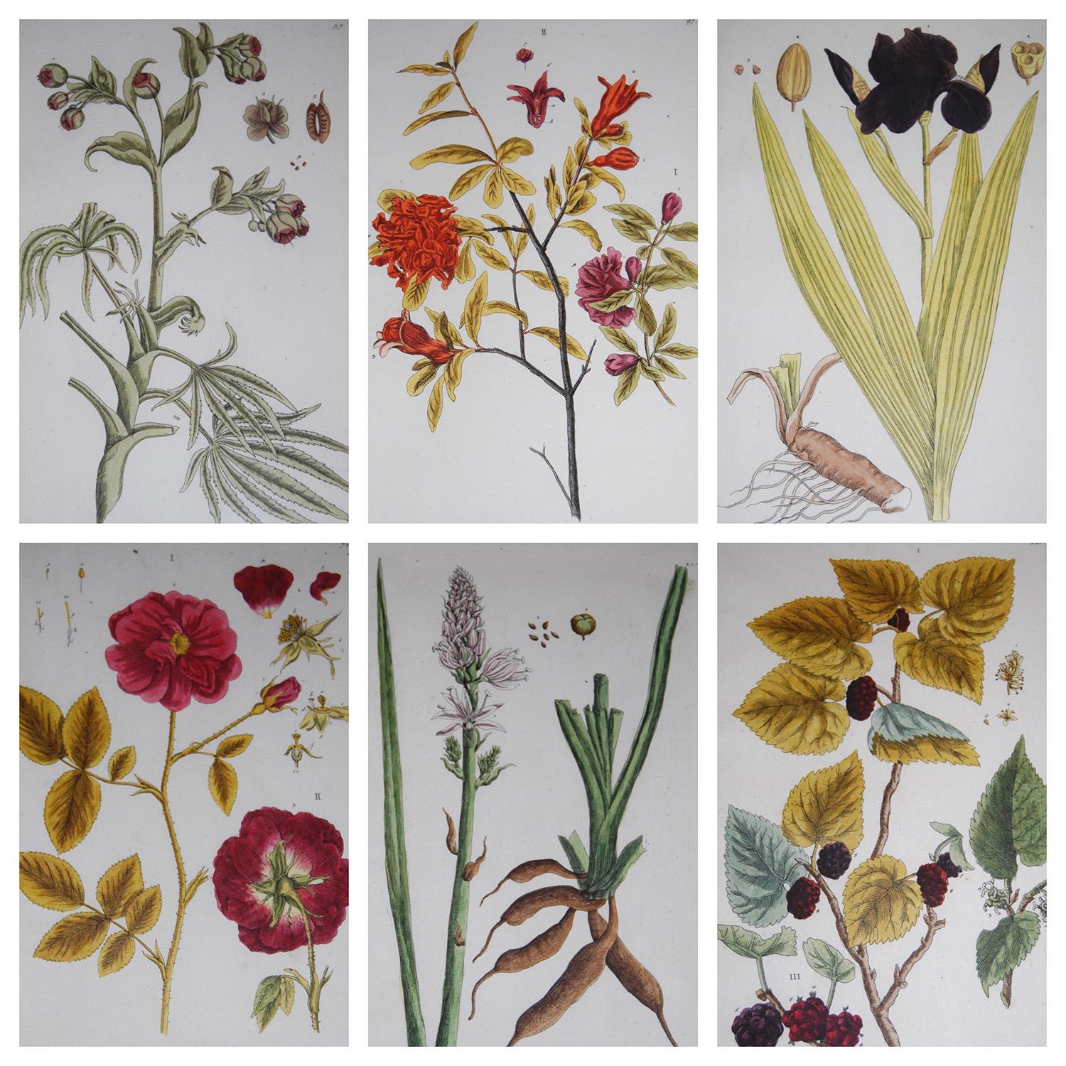 A set of 12 botanical engravings by Elizabeth Blackwell from the “Herbarium Blackwellianum