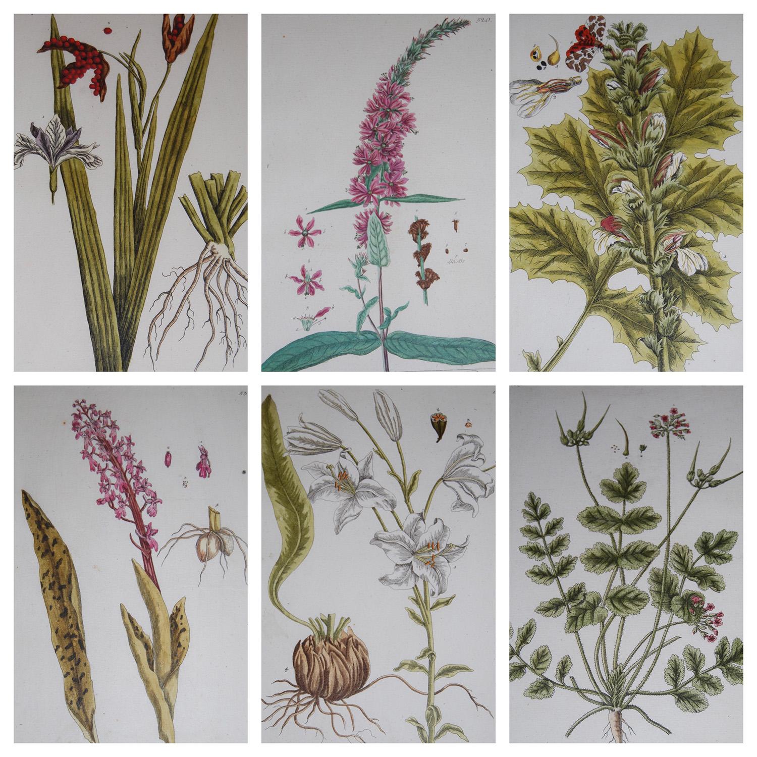 elizabeth blackwell botanical prints