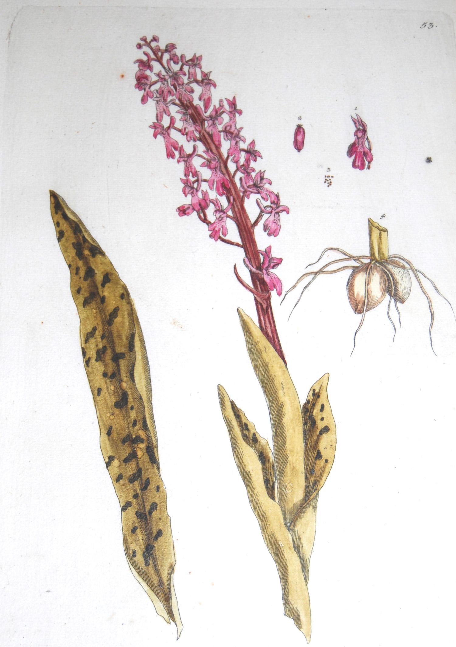 18th Century and Earlier Set of 12 Elizabeth Blackwell Botanical Engravings