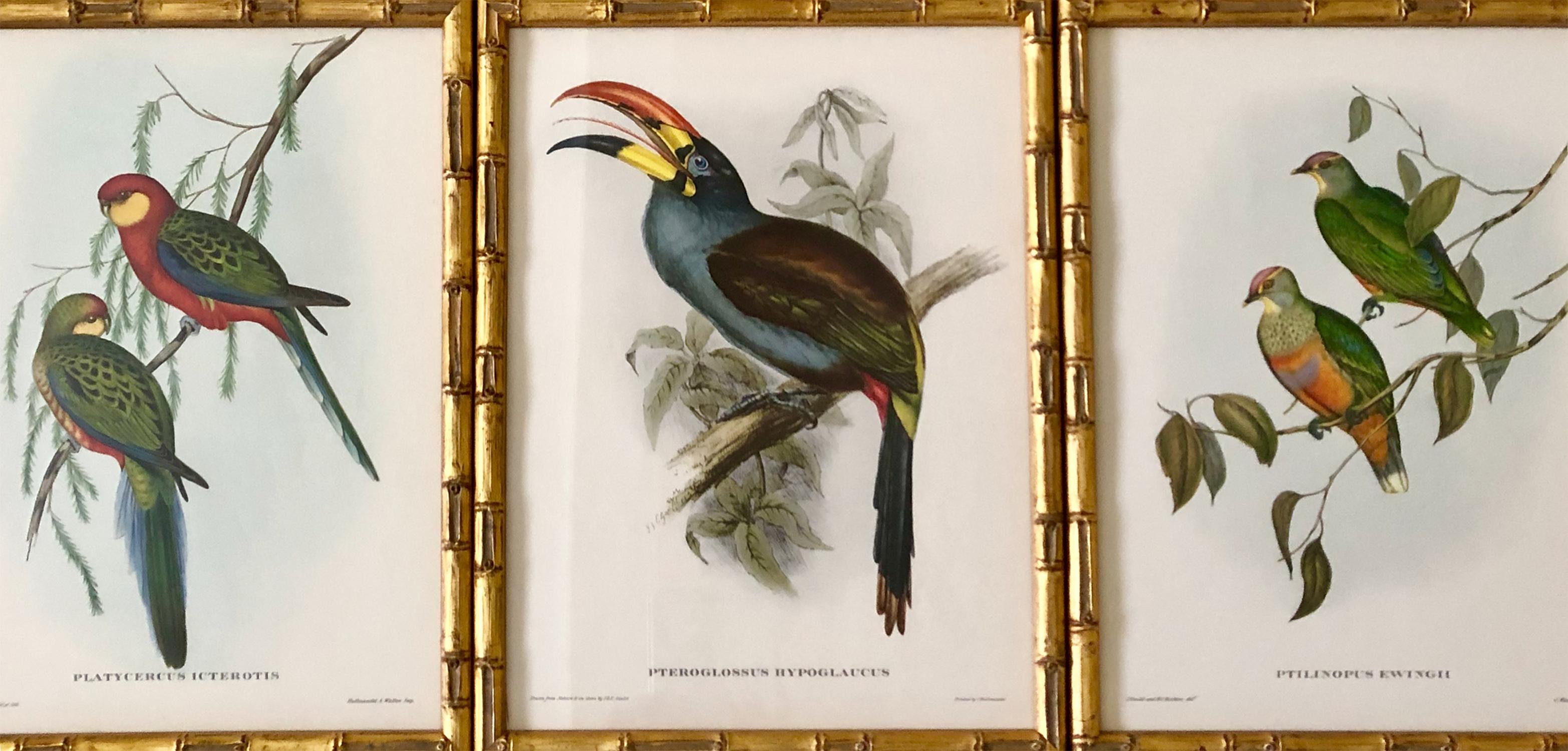 A fine set of hand colored lithographs from 1955 edition of Tropical Birds by J Gould, lithographs by C Hullmandel. Presented in bespoke handmade gilt bamboo frames behind Tru Vu glass which affords the prints some protection.