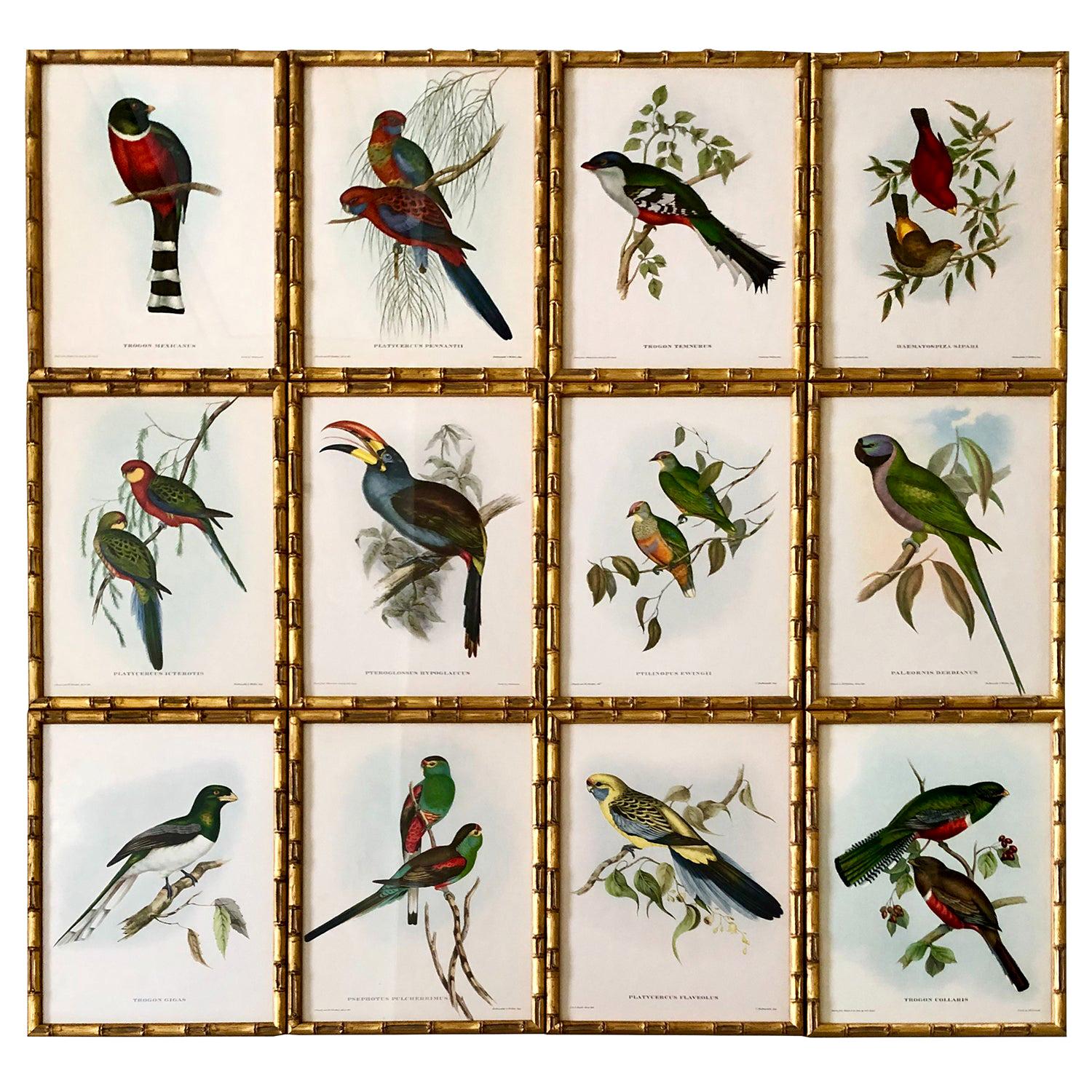 Set of 12 Exotic Birds