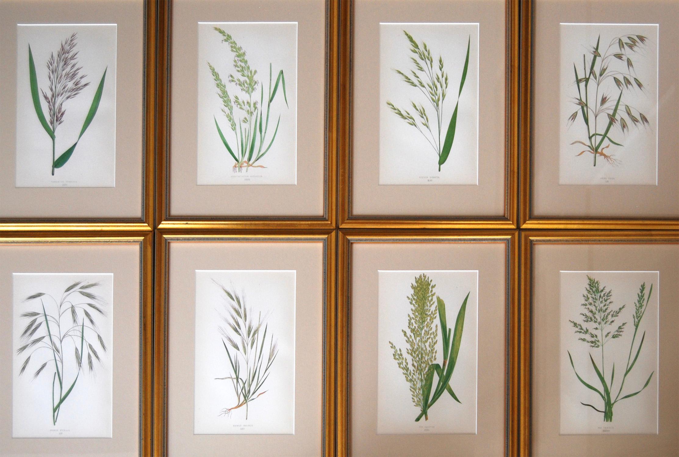 A set of 12 botanical handcolored grasses prints by E.J. Lowe dating from 1868. Presented in bespoke frames behind TruVu glass which gives some protection to the print and cuts reflection affording a clearer view of the subject matter.