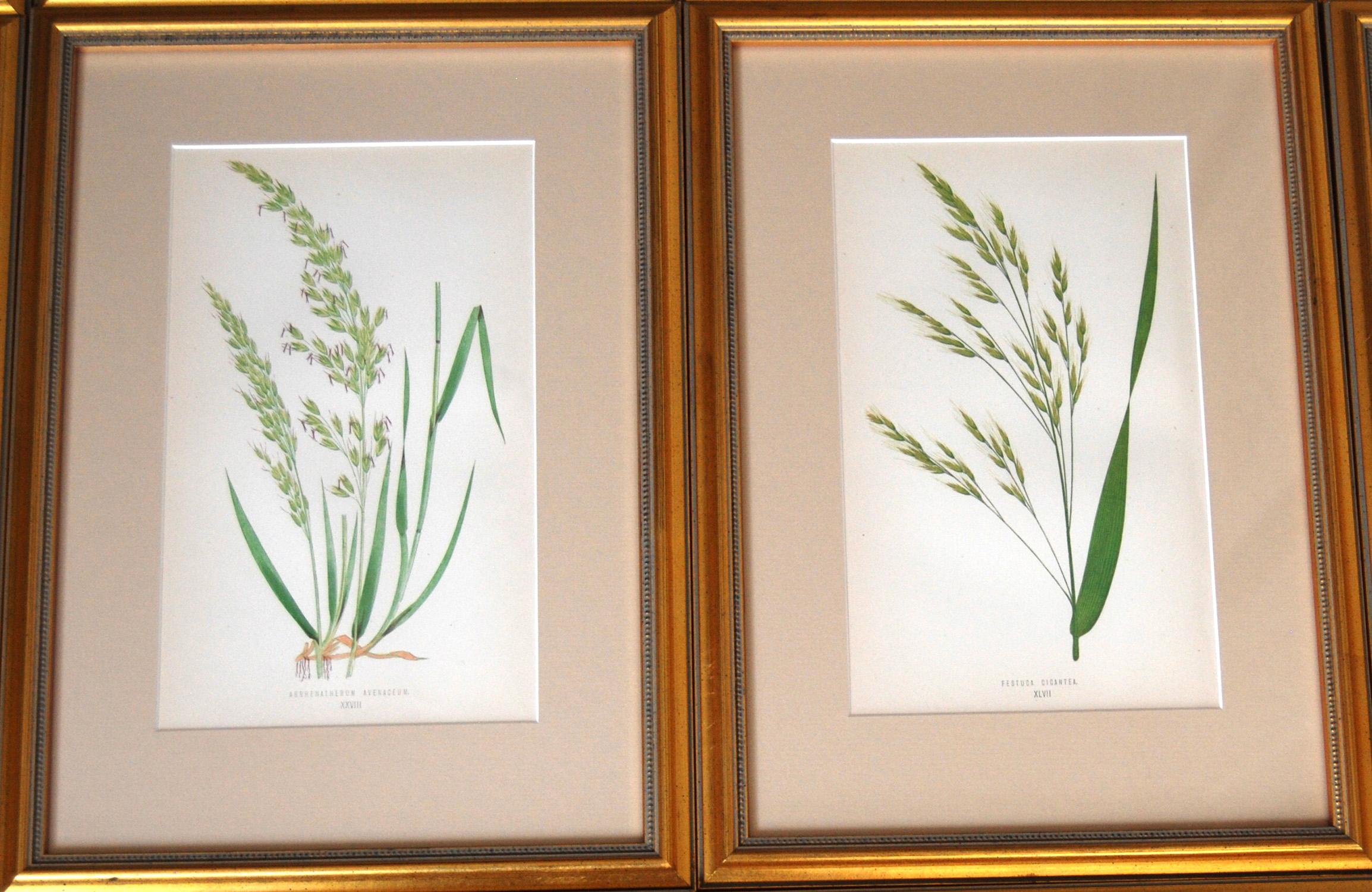 English Set of 12 Handcolored Grasses Prints