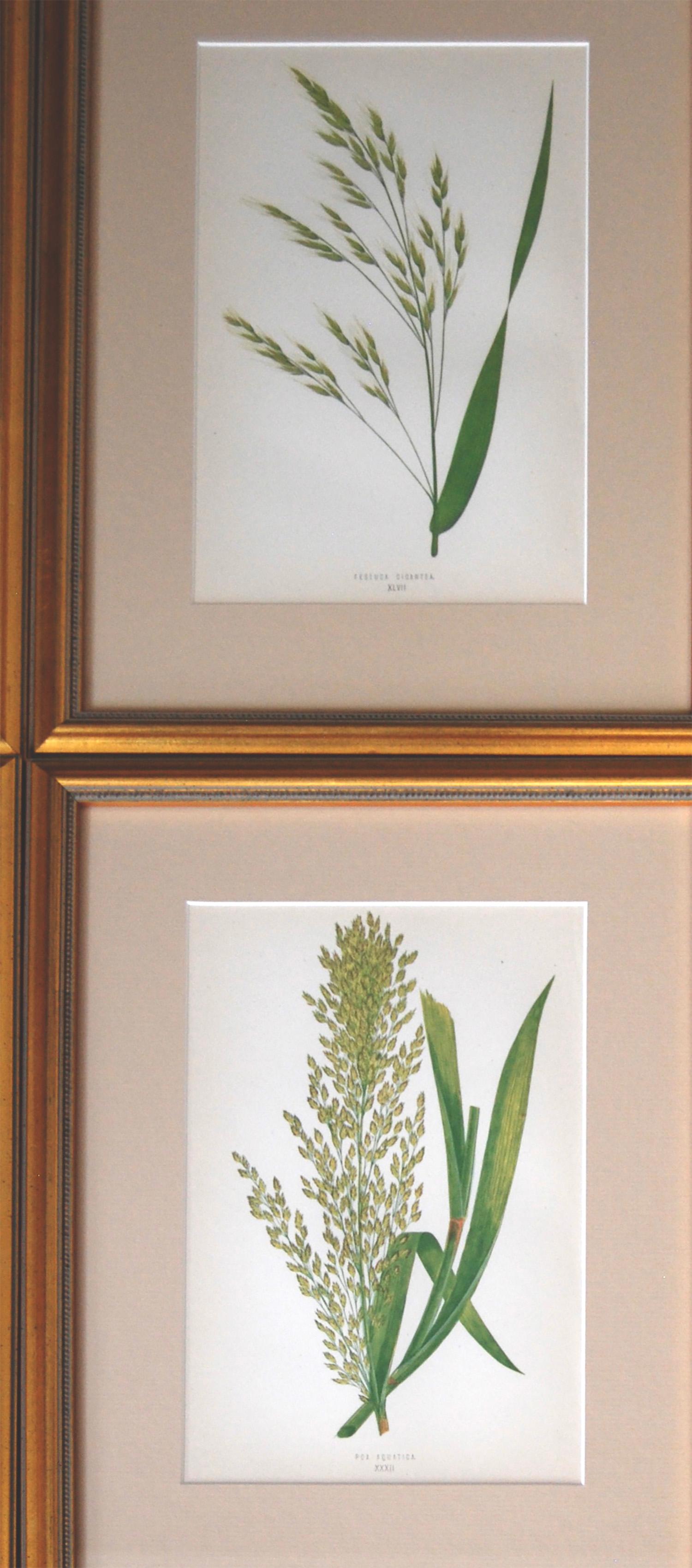 Set of 12 Handcolored Grasses Prints In Good Condition In Tetbury, Gloucestershire