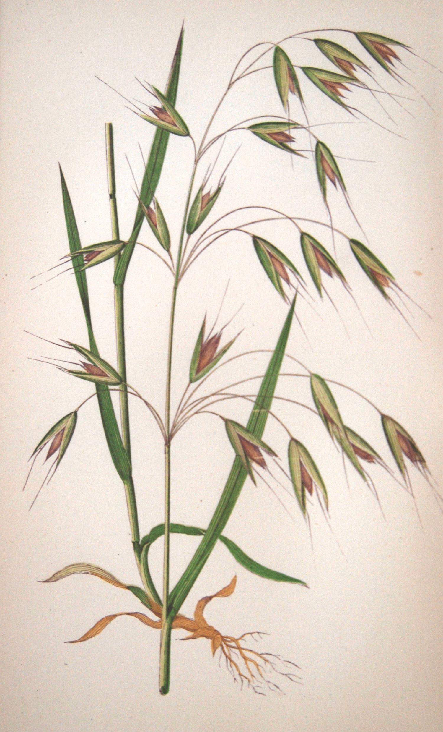 19th Century Set of 12 Handcolored Grasses Prints