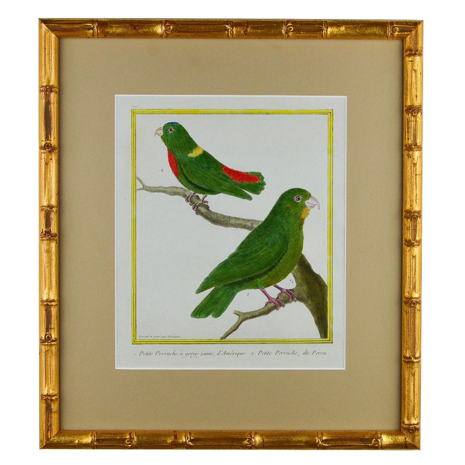 Paper Set of 8 18th Century Martinet Parrots