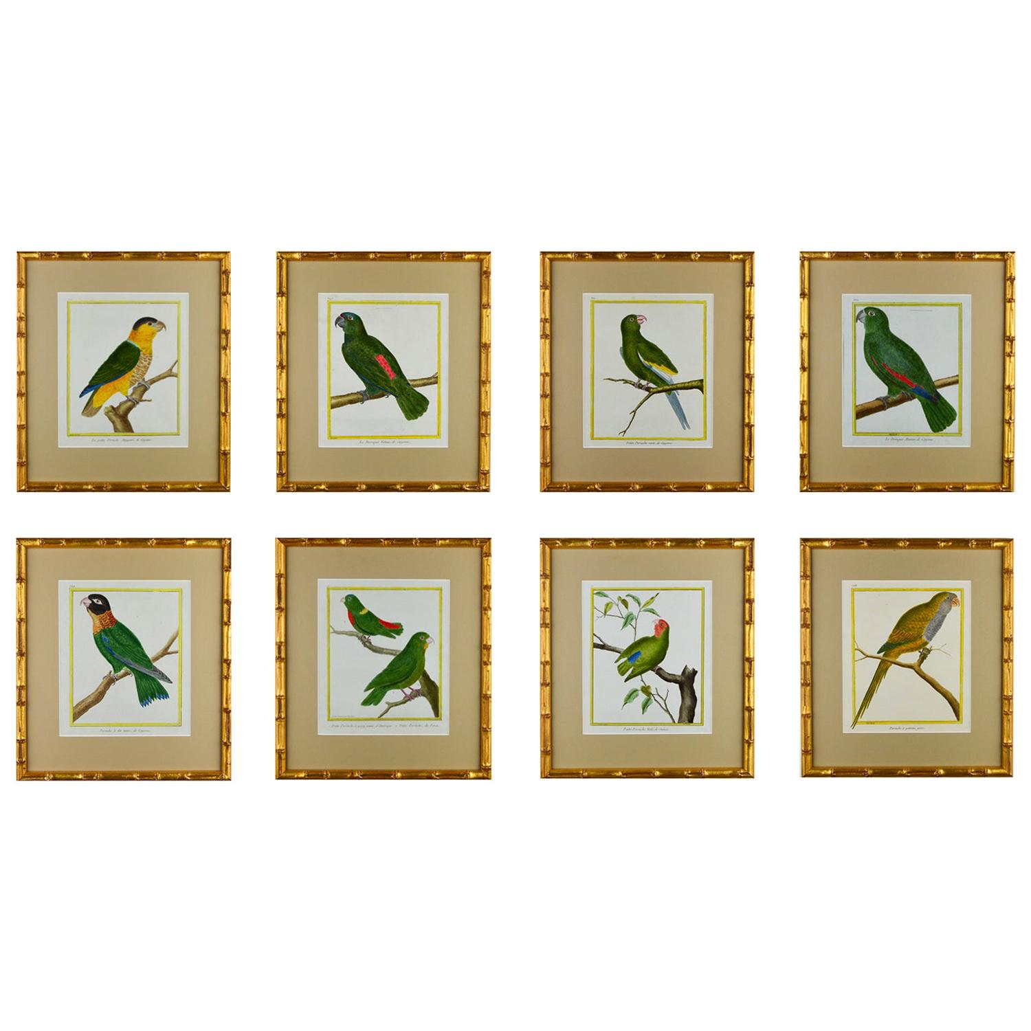Set of 8 18th Century Martinet Parrots