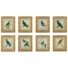 Set of 8 18th Century Martinet Parrots