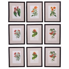 A Set of 9 Van Houtte Red Flowers
