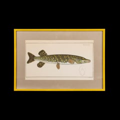 Ensemble de cinq lithographies en couleurs du XIXe siècle représentant des poissons