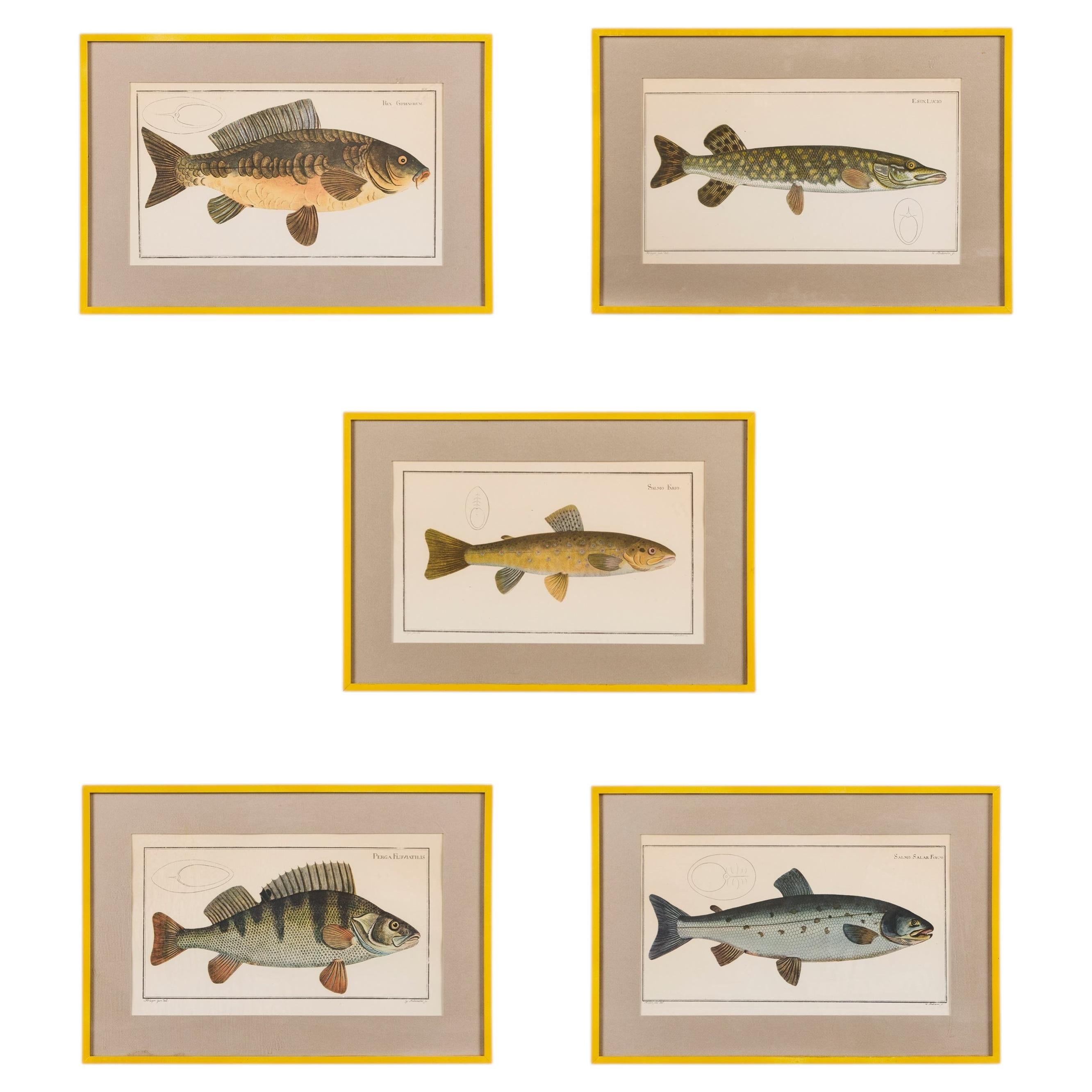 A Set of Five 19th Century Coloured Lithographic Prints of Fish