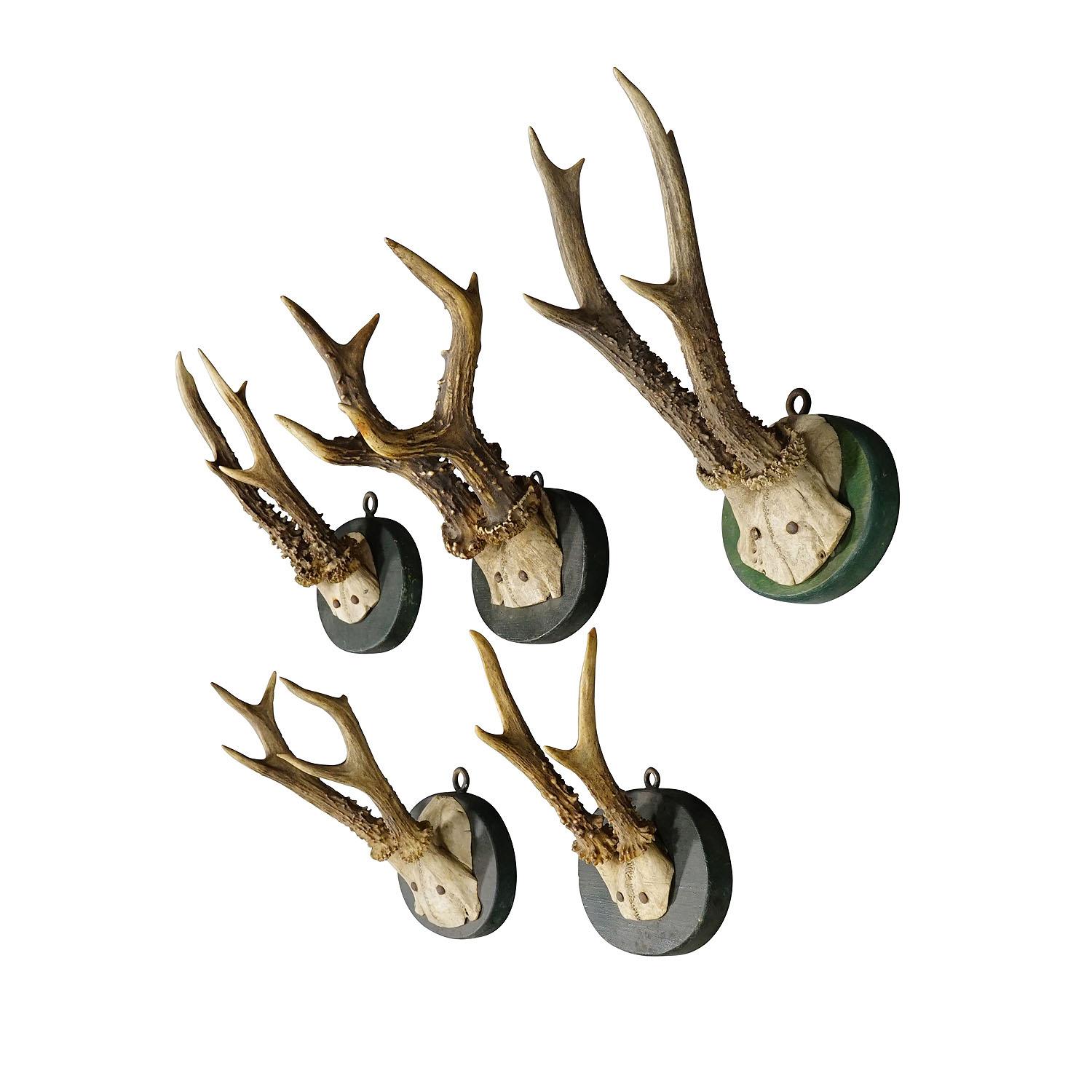 A Set of Five Antique Black Forest Deer Trophies on Wooden Plaques 1880s

A set of five antique Black Forest roe deer (Capreolus capreolus) trophies mounted on turned wooden plaques with a dark green finish. The trophies were shot in Germany in the