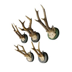 A Set of Five Antique Black Forest Deer Trophies on Wooden Plaques 1880s