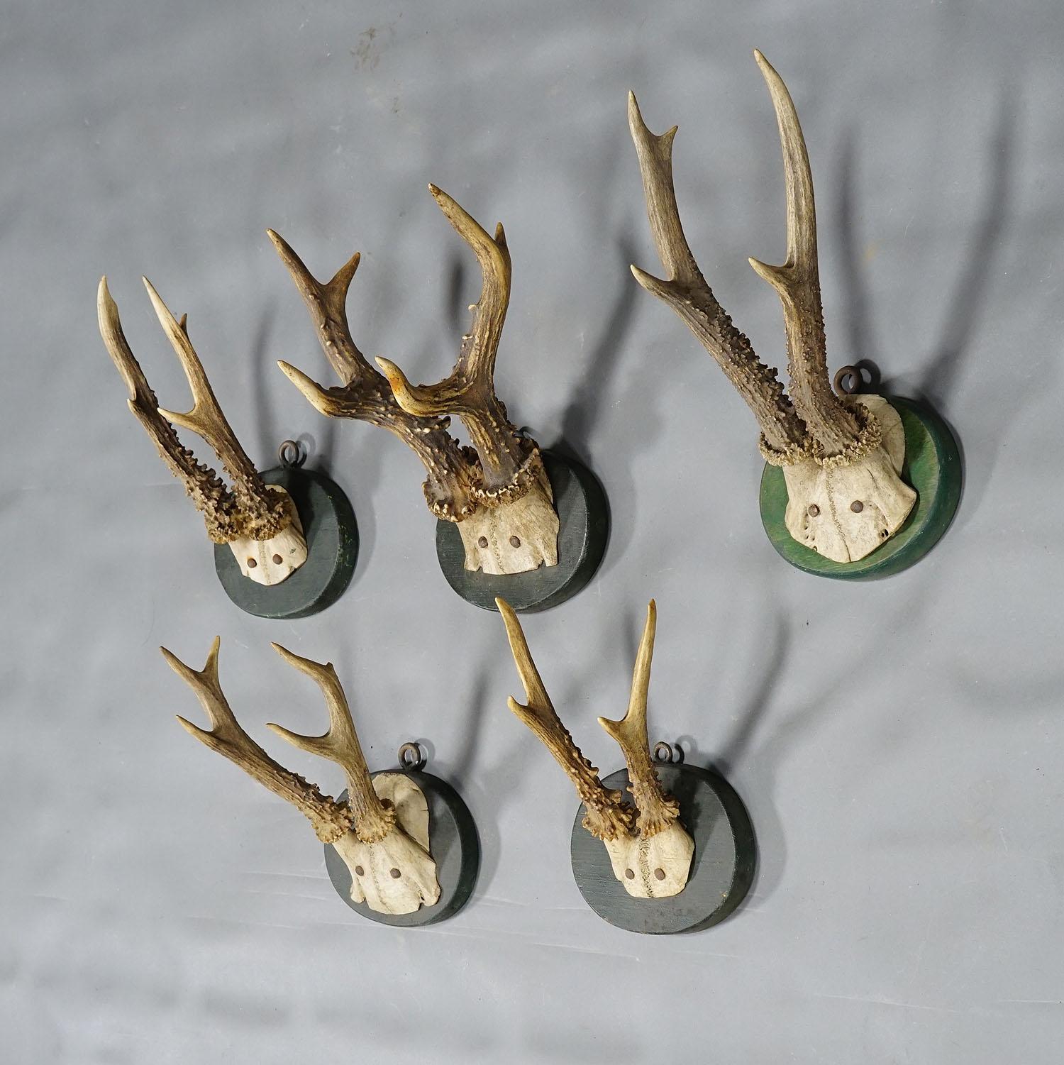 Rustique Ensemble de cinq trophées anciens de cerfs de Black Forest sur plaques de bois 1880s en vente