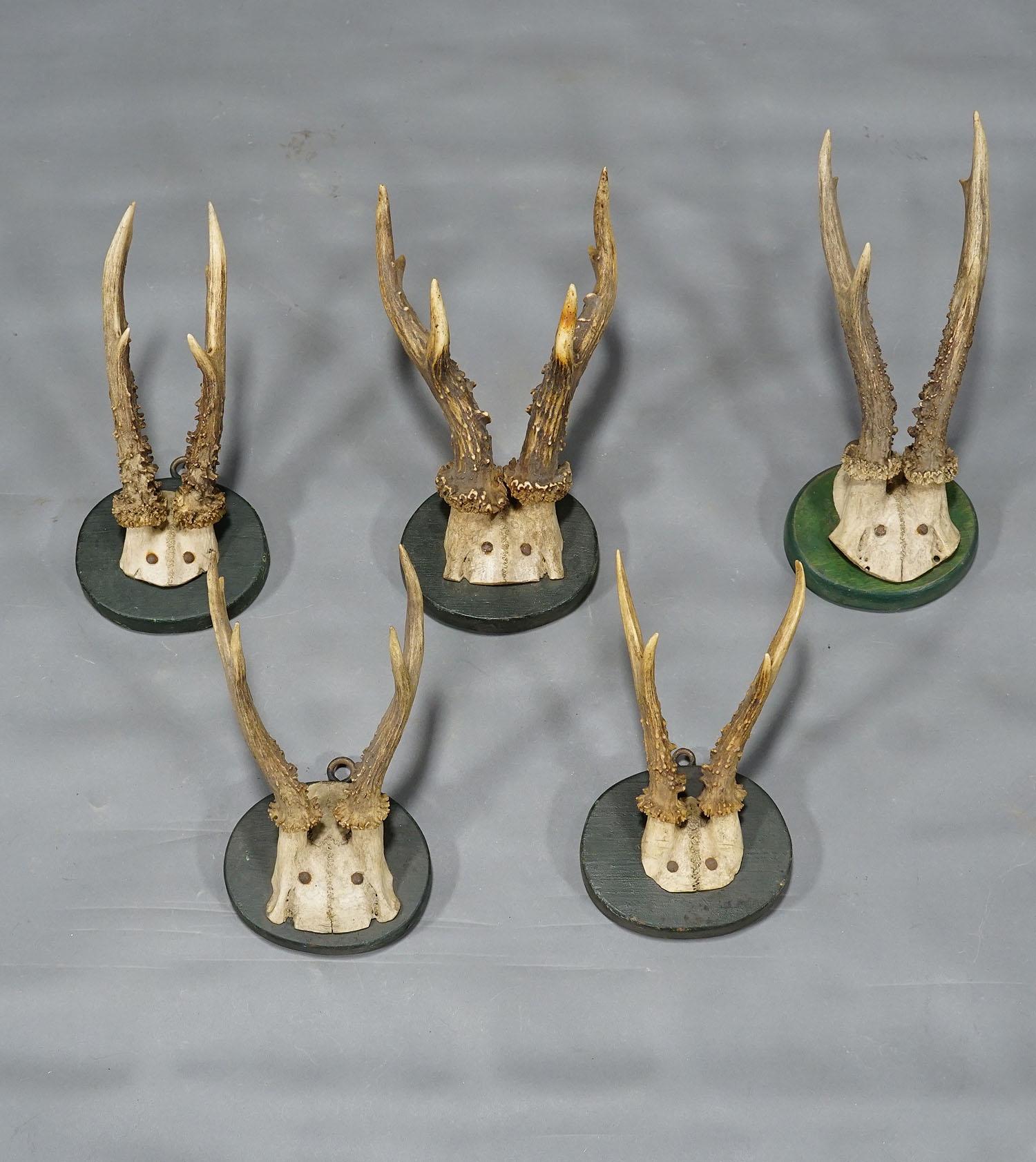 Allemand Ensemble de cinq trophées anciens de cerfs de Black Forest sur plaques de bois 1880s en vente