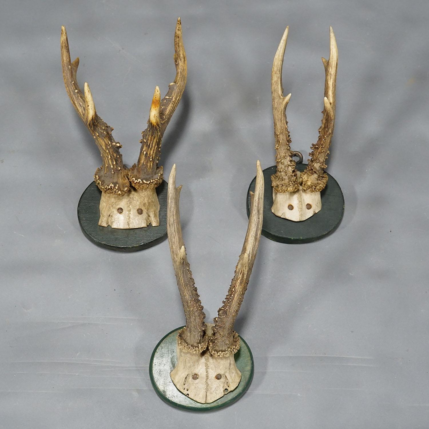A Set of Five Antique Black Forest Deer Trophies on Wooden Plaques 1880s In Good Condition For Sale In Berghuelen, DE
