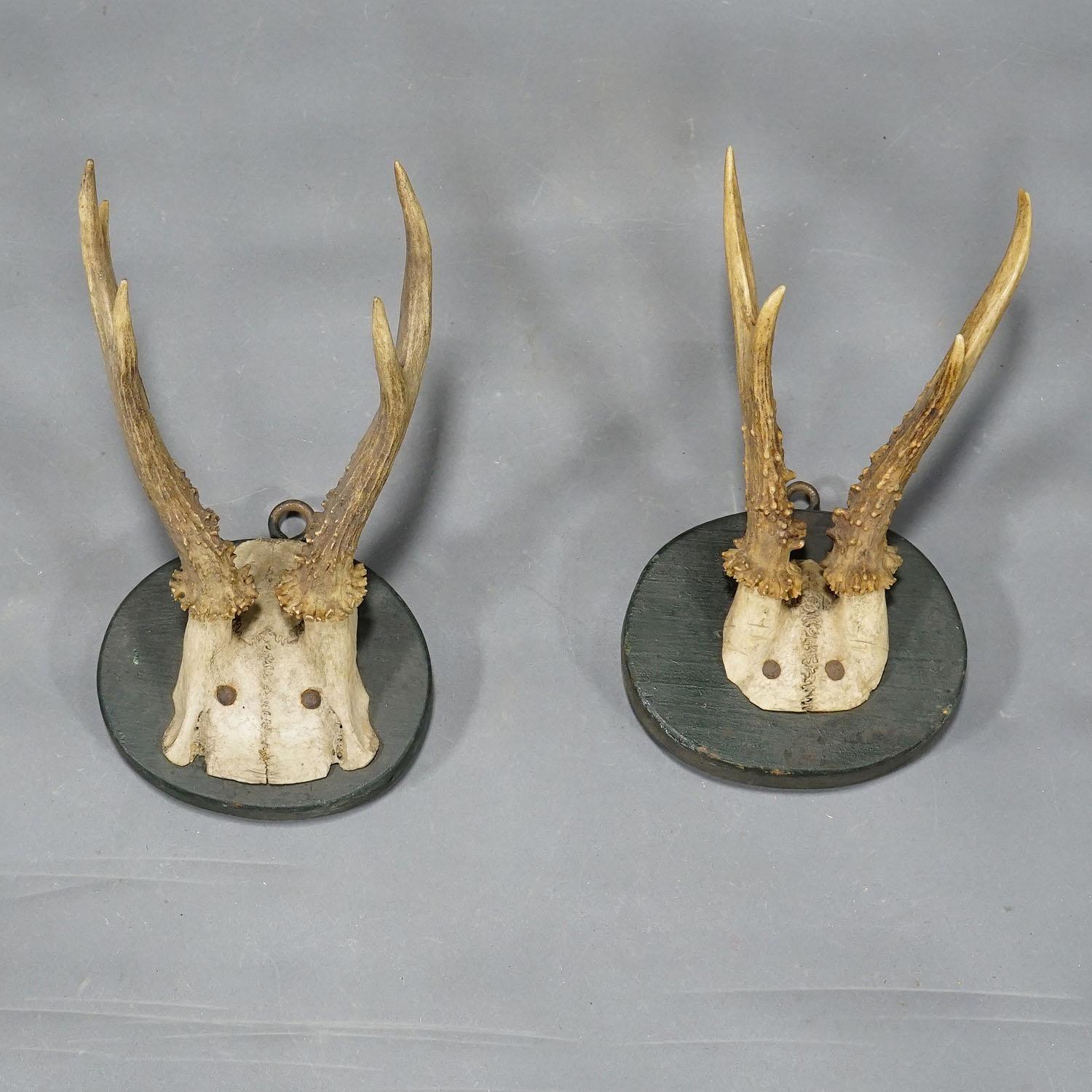 19th Century A Set of Five Antique Black Forest Deer Trophies on Wooden Plaques 1880s For Sale