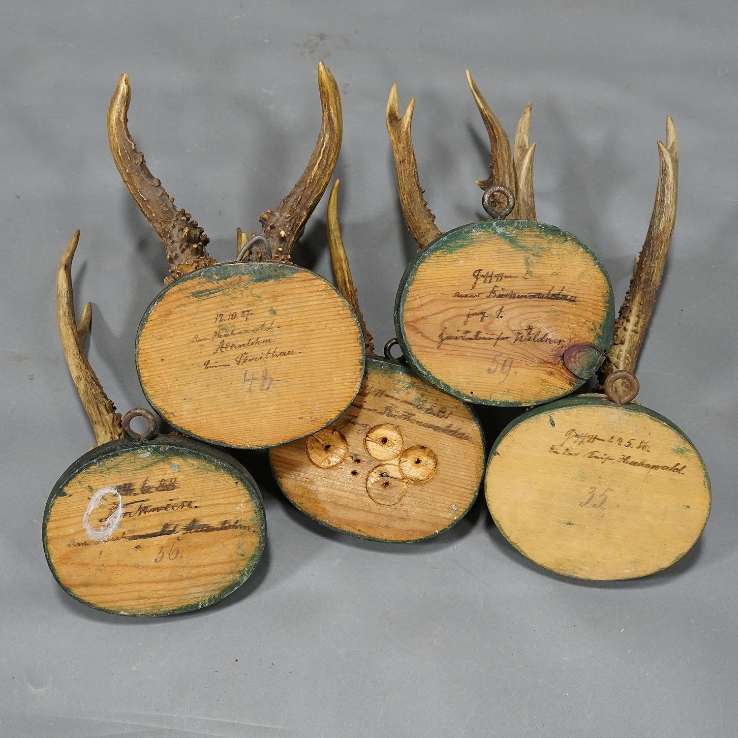 Bois cerf Ensemble de cinq trophées anciens de cerfs de Black Forest sur plaques de bois 1880s en vente