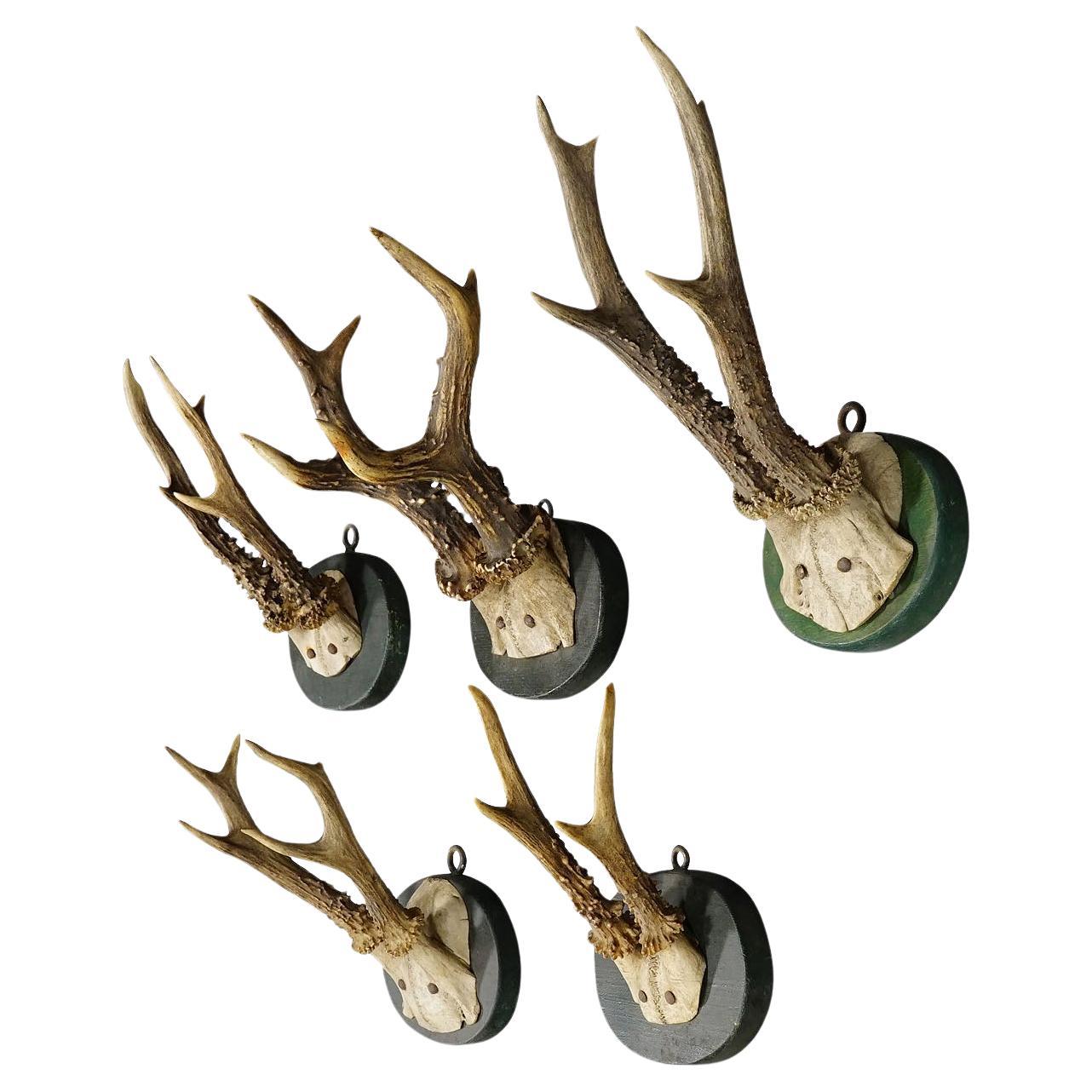 Ensemble de cinq trophées anciens de cerfs de Black Forest sur plaques de bois 1880s en vente