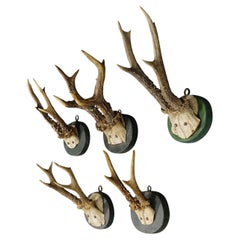 A Set of Five Used Black Forest Deer Trophies on Wooden Plaques 1880s