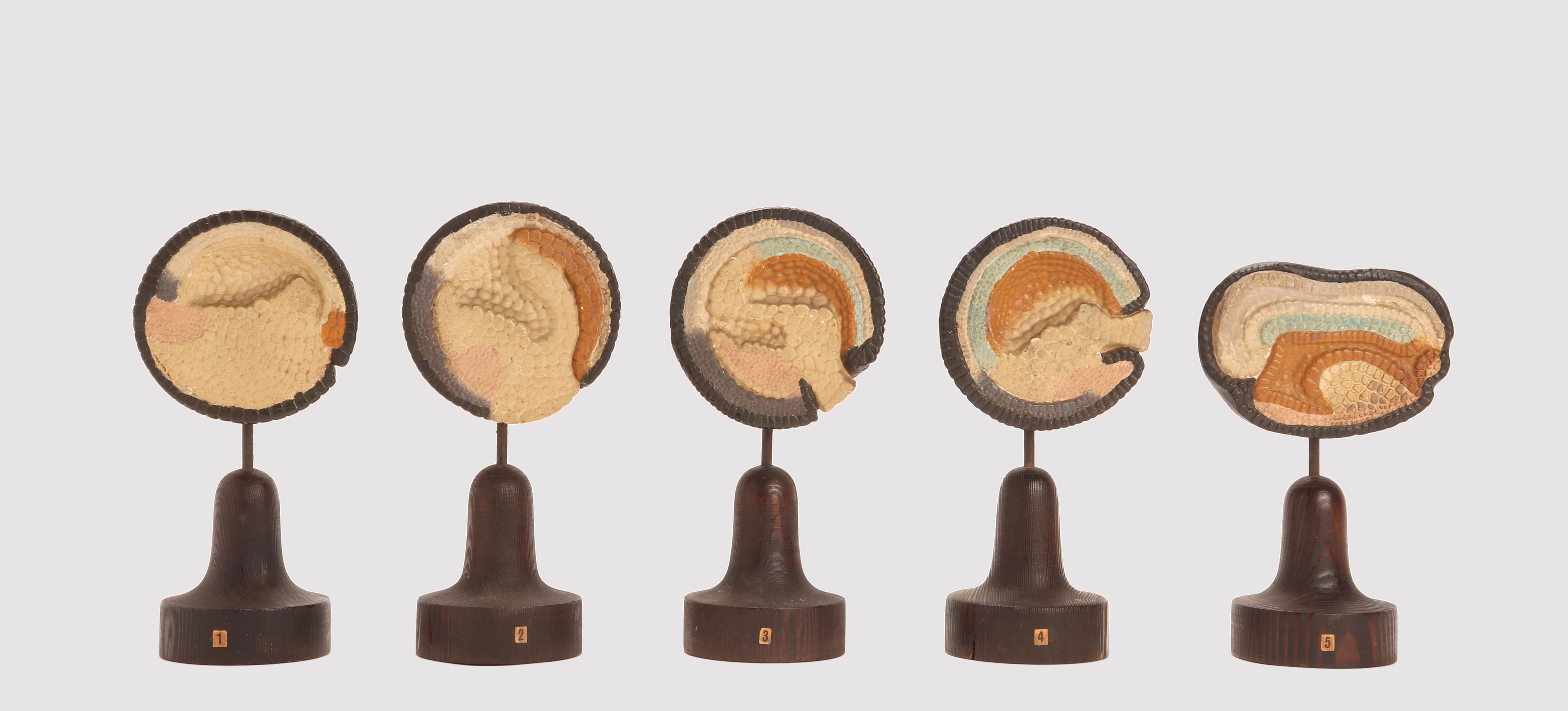 A set of five botanical models depicting in numbered sequence the development of a vegetal embryo. Made out of hand painted plaster, the models are mounted on a wooden base. T. Gerrard & Co Ltd, Pentonville road, preparers, technicians and modelers