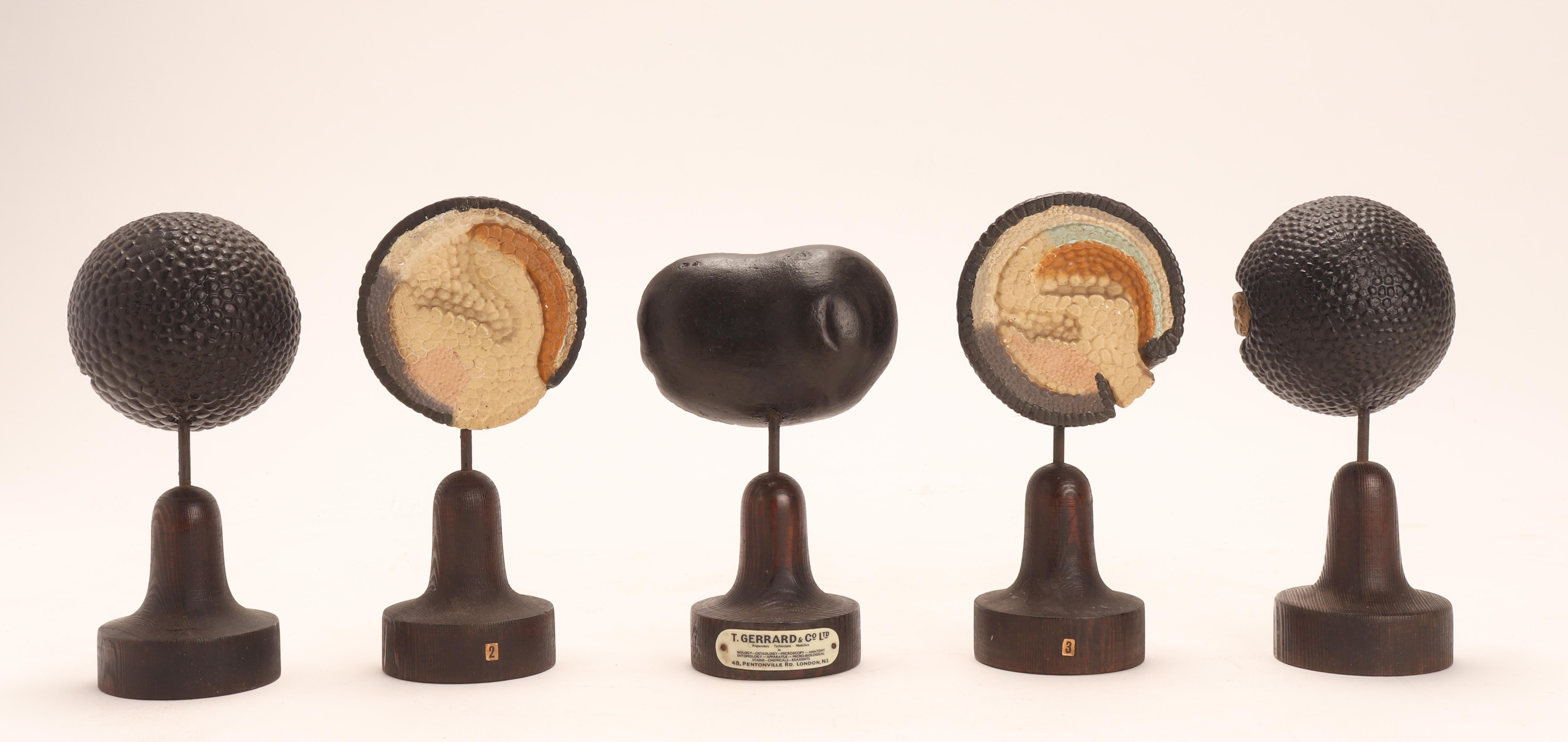 Set of Five Botanical Models of a Plant Embryo, London UK, 1930 For Sale 3