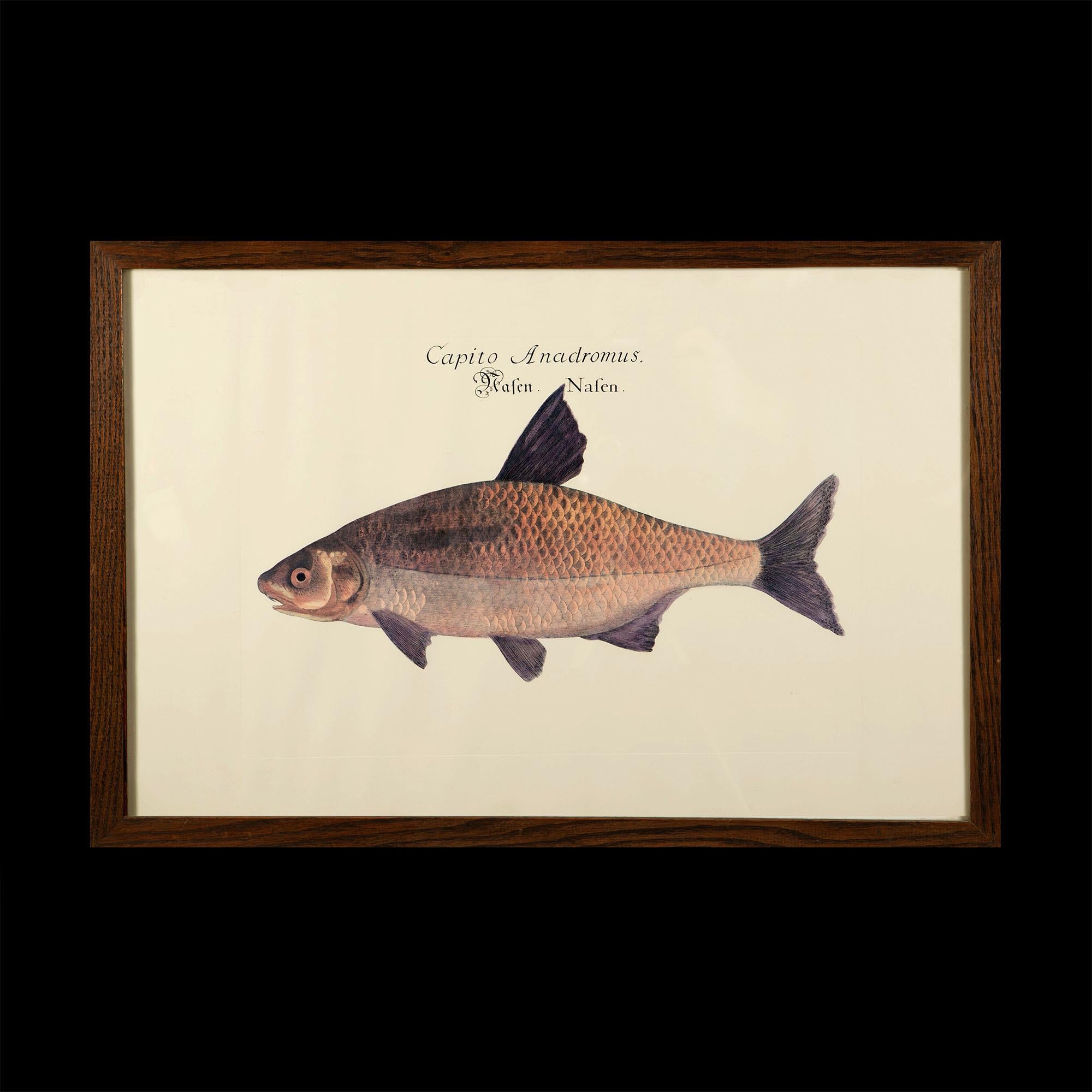 A set of four late 19th century hand colored prints of fish, including carp and salmon, with polished oak frames.